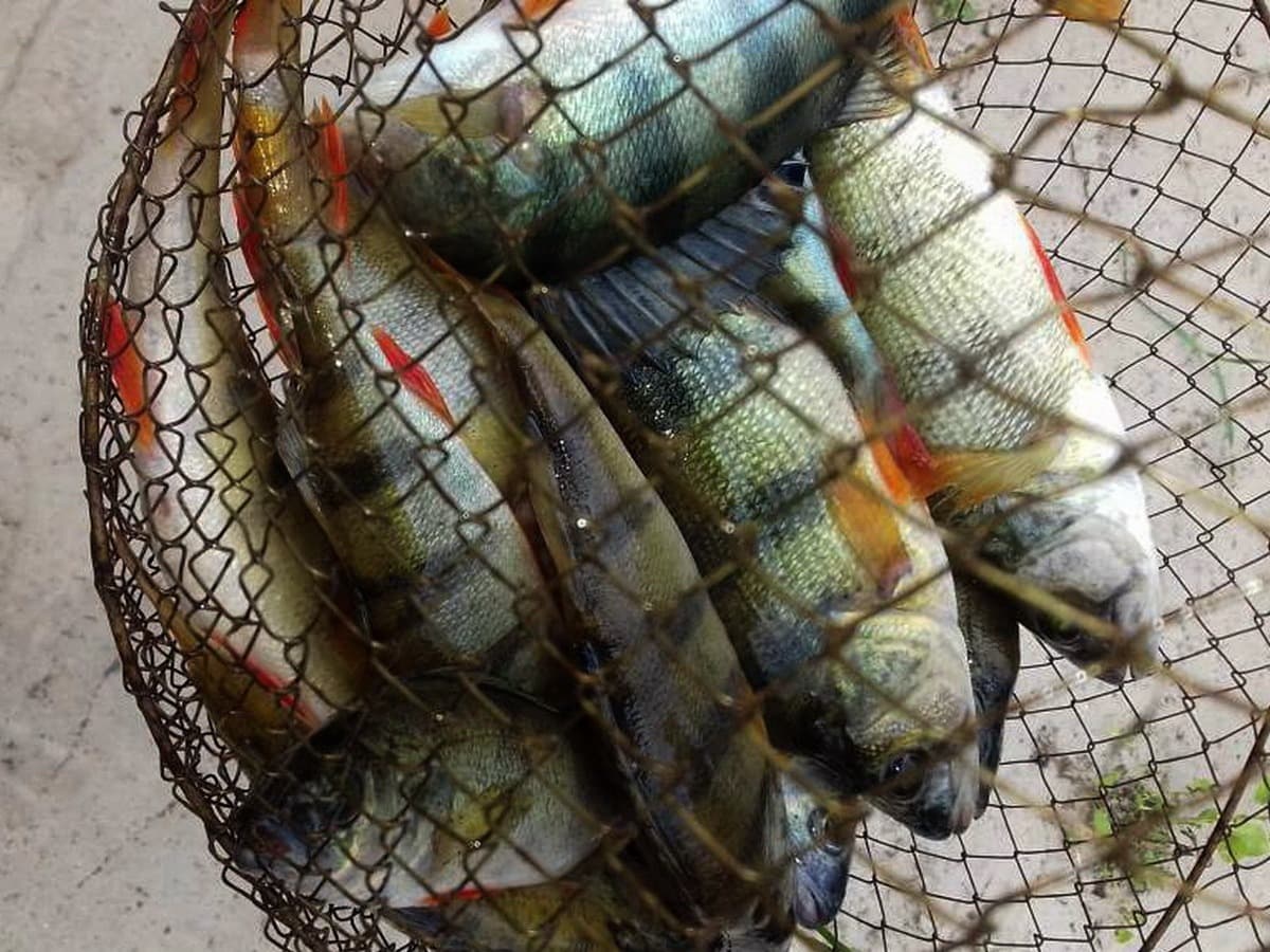 Изображение записи