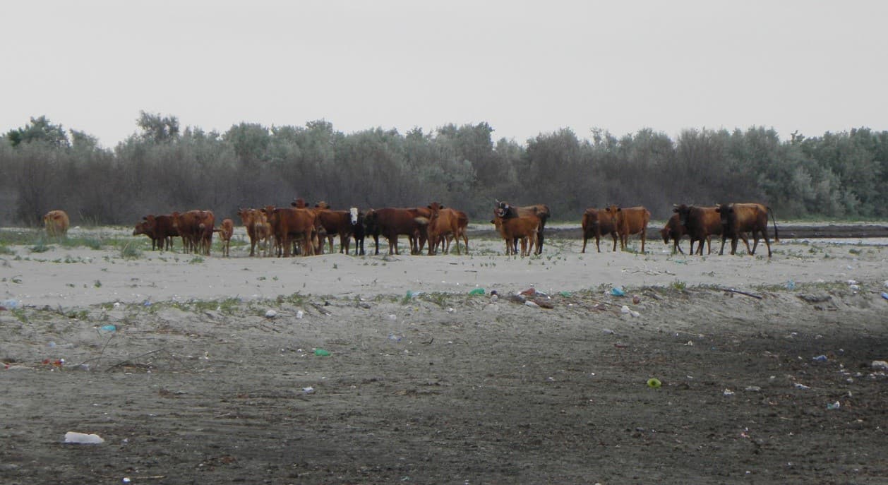 Изображение записи
