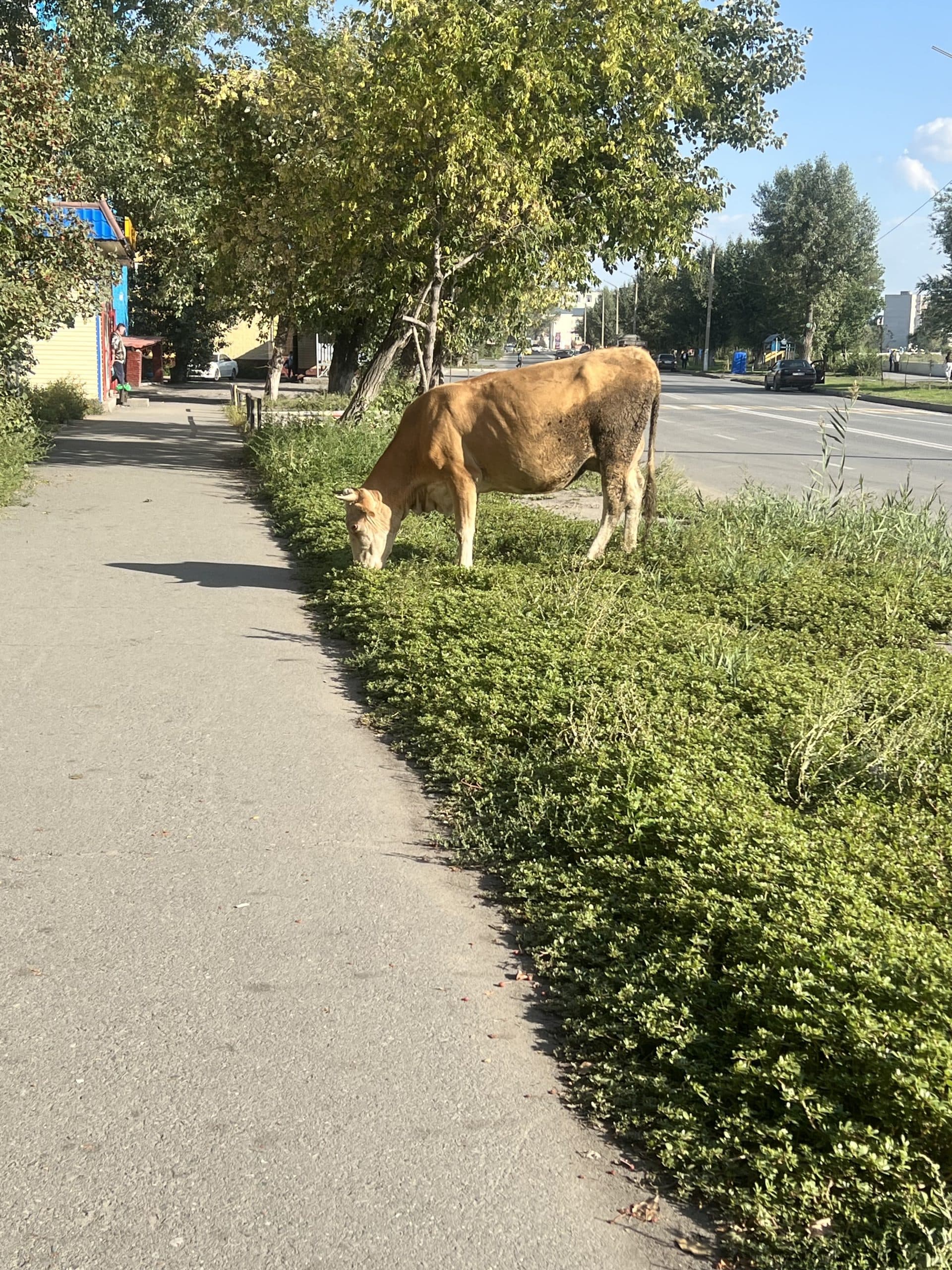 Изображение записи
