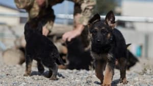 Изображение записи