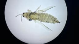 Изображение записи