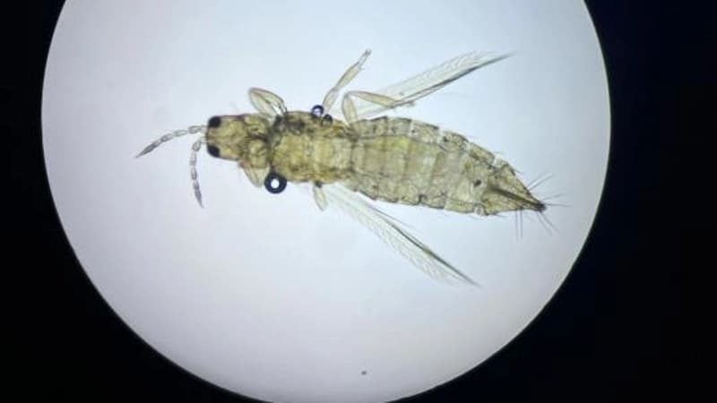 Изображение записи