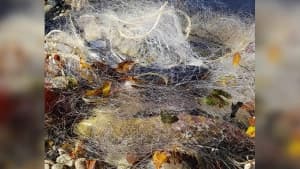 Изображение записи