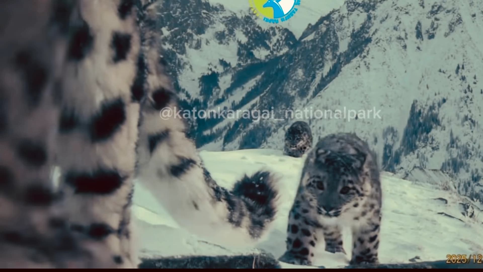 Изображение записи