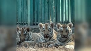 Изображение записи