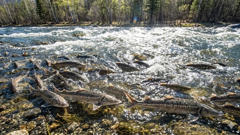 Изображение записи