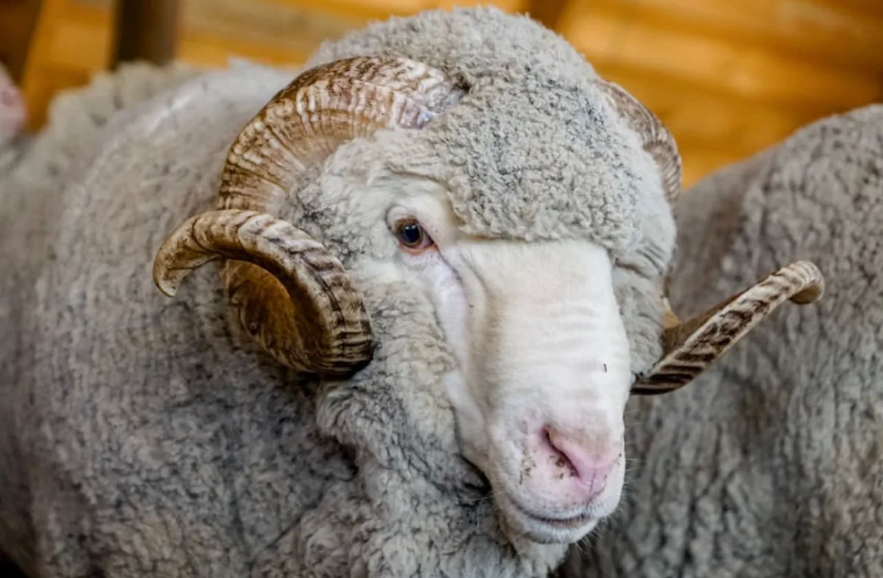 Изображение записи