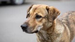 Изображение записи