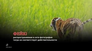 Изображение записи