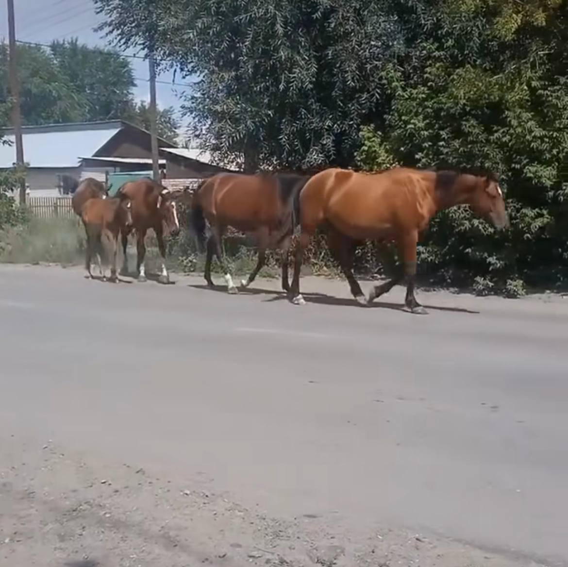 За бесконтрольный выпас наказали хозяина лошадей в Семее — Объектив Восток